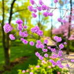 Thalictrum Hewitt's Double Bare Root  2