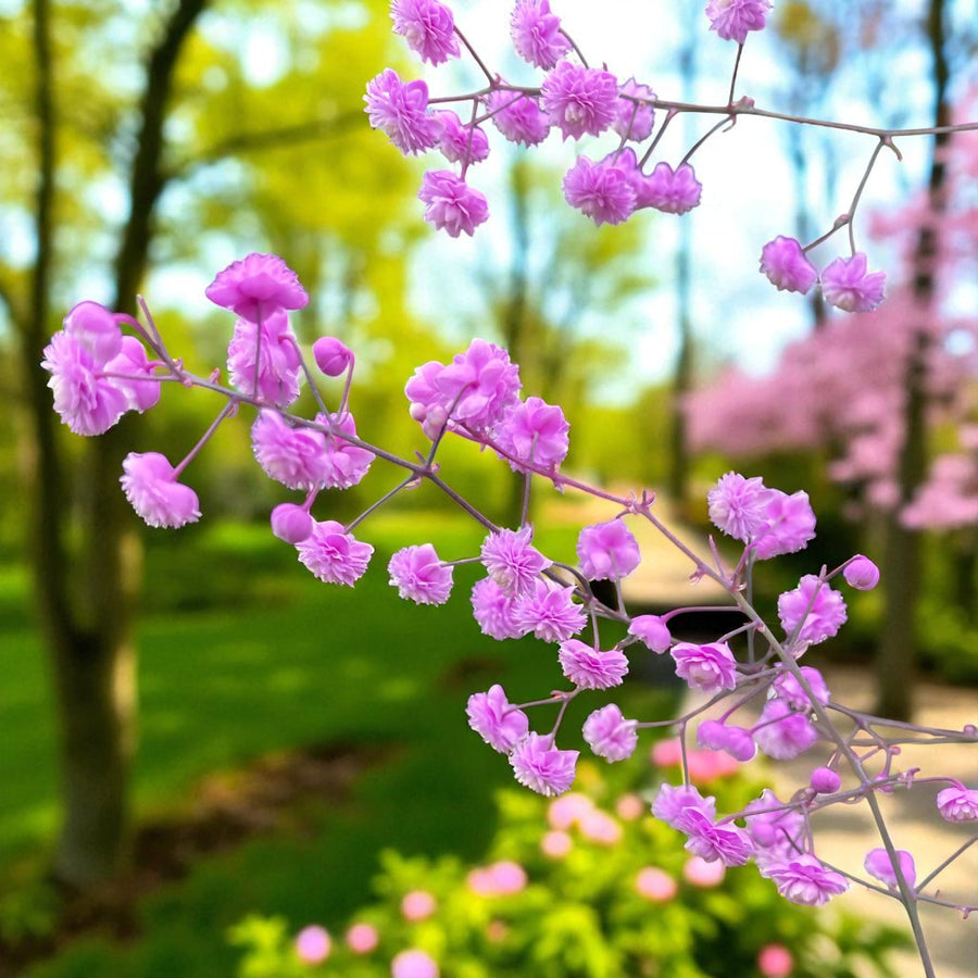 Thalictrum Hewitt's Double Bare Root  2