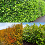 Thorn Free Hedging Mix A collection of thorn-free hedge images showing dense green foliage in summer, vibrant golden-orange autumn colours, and healthy young hazel shrubs growing in a field setting. 1