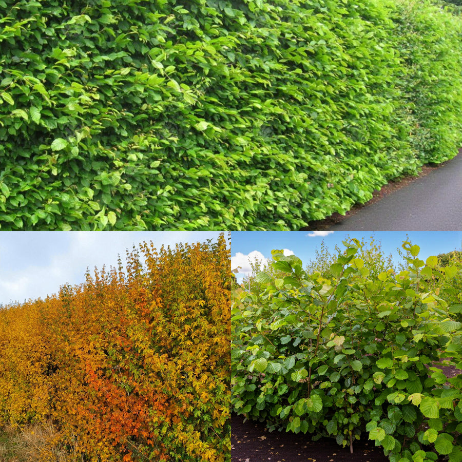 Thorn Free Hedging Mix A collection of thorn-free hedge images showing dense green foliage in summer, vibrant golden-orange autumn colours, and healthy young hazel shrubs growing in a field setting. 1