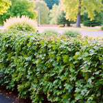 Thorn Free Hedging Mix A lush, neatly trimmed green hedge made of field maple shrubs growing alongside a garden path in a bright, leafy park. 2