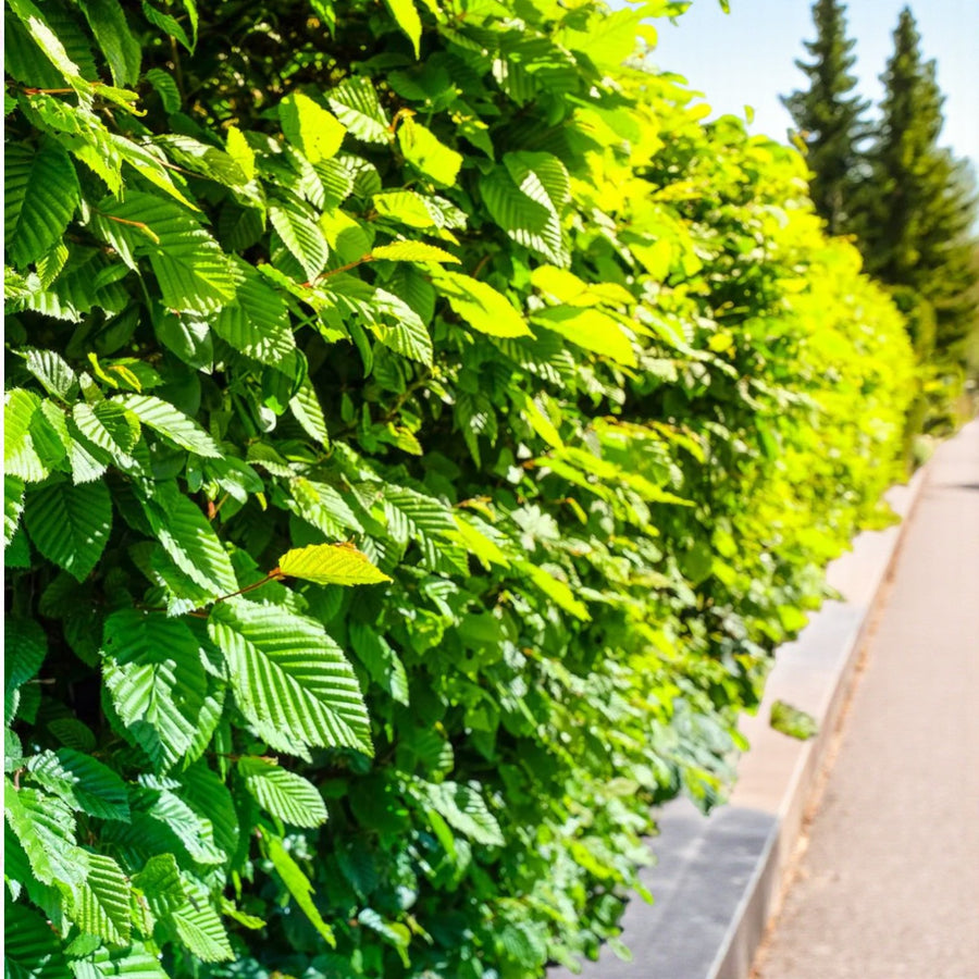 Thorn Free Hedging Mix A vibrant hornbeam hedge with dense, bright green foliage growing beside a pavement in full summer sun. 3