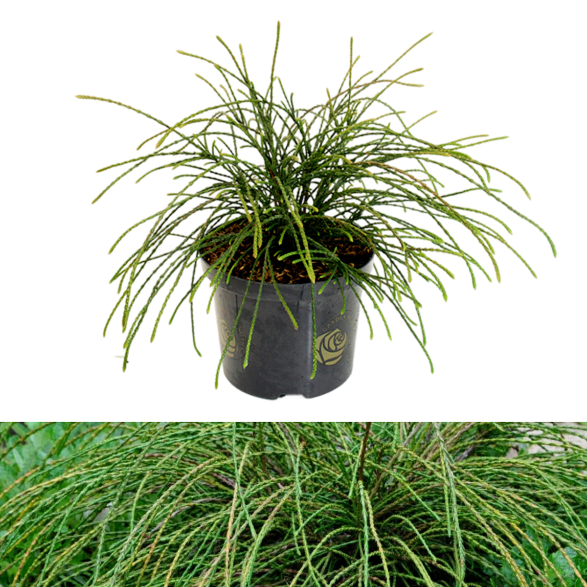 Thuja Whipcord 40cm High in 2.5L Pot A Thuja 'Whipcord' shrub in a black nursery pot with gold logos, displaying its distinctive weeping, cord-like evergreen foliage. The top image shows the full plant on a white background, while the bottom image offers a close-up view of the cascading green stems. 1