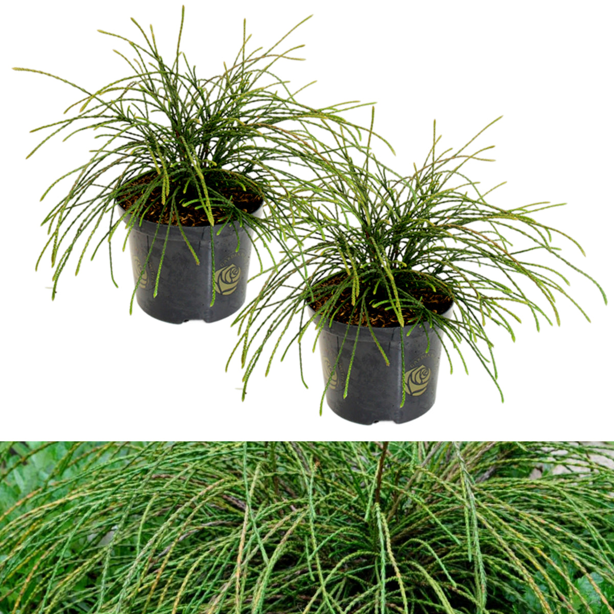 Thuja Whipcord 40cm High in 2.5L Pot Two Thuja 'Whipcord' shrub in a black nursery pot with gold logos, displaying its distinctive weeping, cord-like evergreen foliage. The top image shows the full plant on a white background, while the bottom image offers a close-up view of the cascading green stems. 7