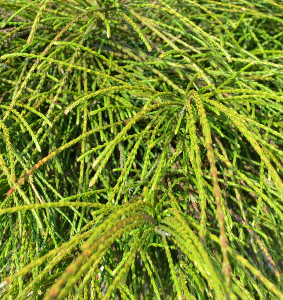 Thuja Whipcord 40cm High in 2.5L Pot A close-up view of the Thuja 'Whipcord' shrub's unique foliage, showcasing its bright green, cord-like, trailing stems. The texture of the overlapping scale-like leaves is clearly visible, highlighting the plant's intricate and dense growth pattern. 3