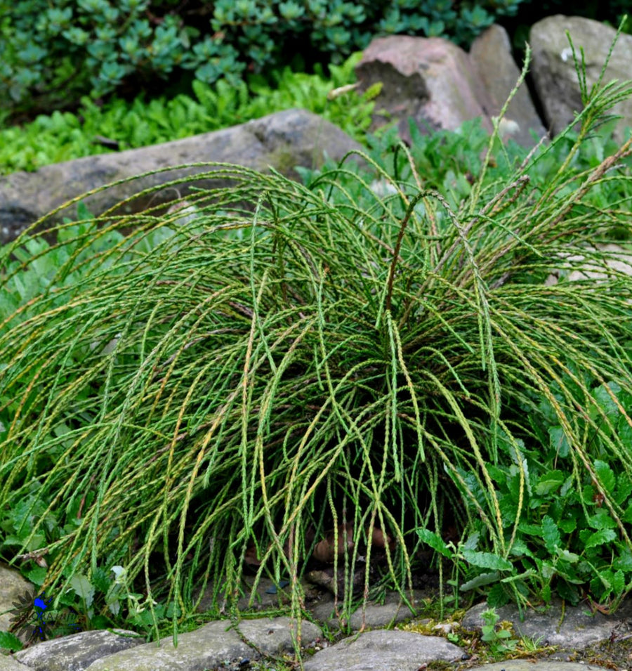 Thuja Whipcord 40cm High in 2.5L Pot A Thuja 'Whipcord' shrub growing in a landscaped garden bed, surrounded by rocks and lush greenery. The plant displays long, weeping, cord-like branches that cascade outward in all directions, creating a soft, fountain-like appearance. 4
