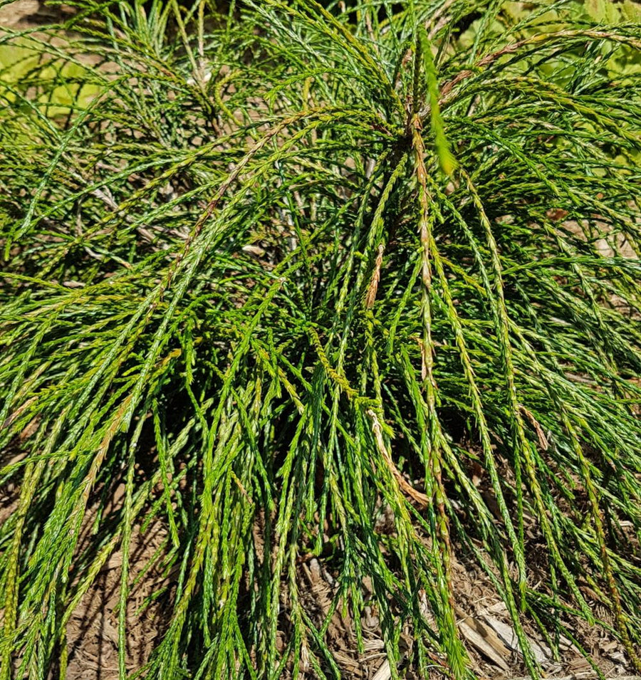 Thuja Whipcord 40cm High in 2.5L Pot A close-up view of a Thuja 'Whipcord' shrub in a garden bed, showcasing its long, glossy, green, thread-like branches that cascade toward the ground. The textured foliage is dense and slightly twisted, with some brown tips visible among the green. 5