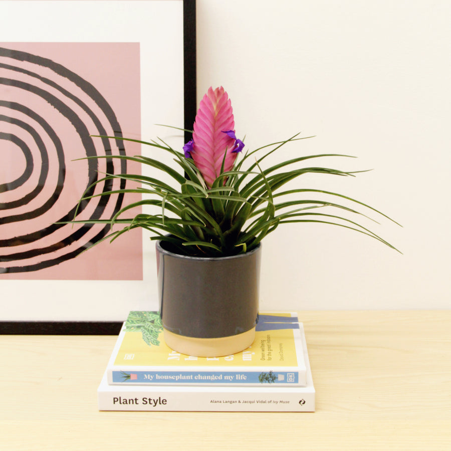 Tillandsia Cyanea Bromeliad TILLANDCYANEA-tillandsia cyanea pink quill bromeliad indoor plant-image1v2 2