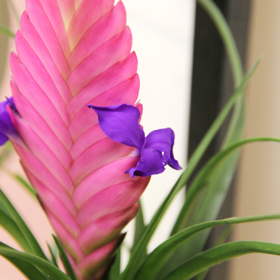 Tillandsia Cyanea Bromeliad TILLANDCYANEA-tillandsia cyanea pink quill bromeliad indoor plant-image2v2 3