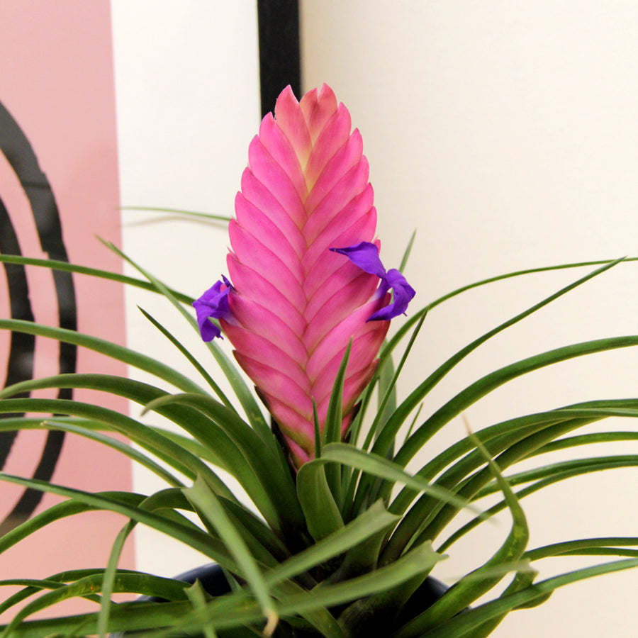 Tillandsia Cyanea Bromeliad TILLANDCYANEA-tillandsia cyanea pink quill bromeliad Indoor-image3v2 1
