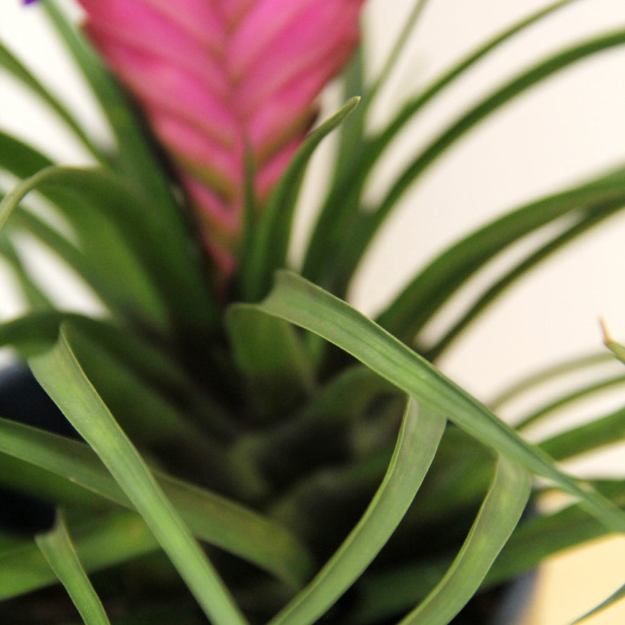 Tillandsia Cyanea Bromeliad TILLANDCYANEA-tillandsia cyanea pink quill bromeliad indoor plant-image4v2 4