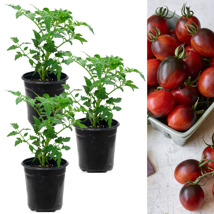 Tomato Plant Black Moon  1