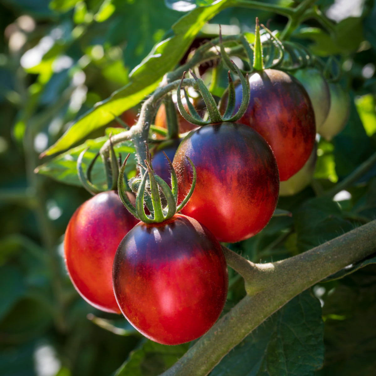 Tomato Plant 'Black Moon' close-up of a cluster of tomatoes with distinctive dark reddish-purple hue with a slightly mottled appearance growing on a vine. 1