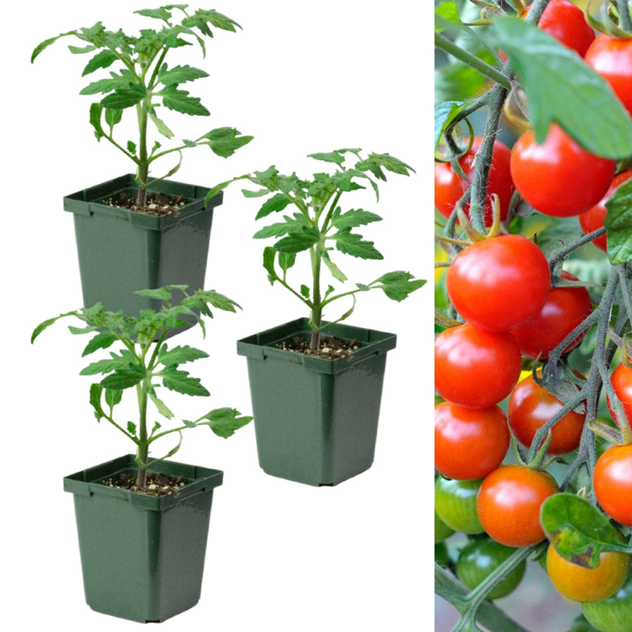 Tomato Plant 'Cherry Falls'  1