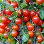 Westland Big Tom Tomato Plant Food - 1L + 25% Extra Free  3