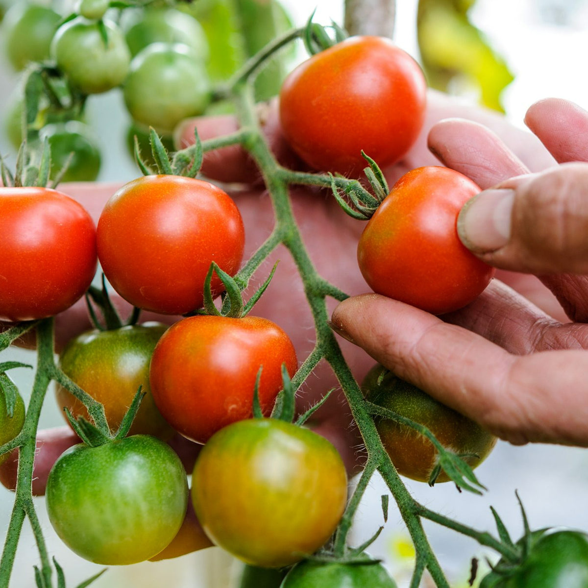 Tomato Plant 'Cherry Falls' close-up shot of a cluster of tomatoes on a vine, with a person's hand gently touching one of the ripe tomatoes. 1
