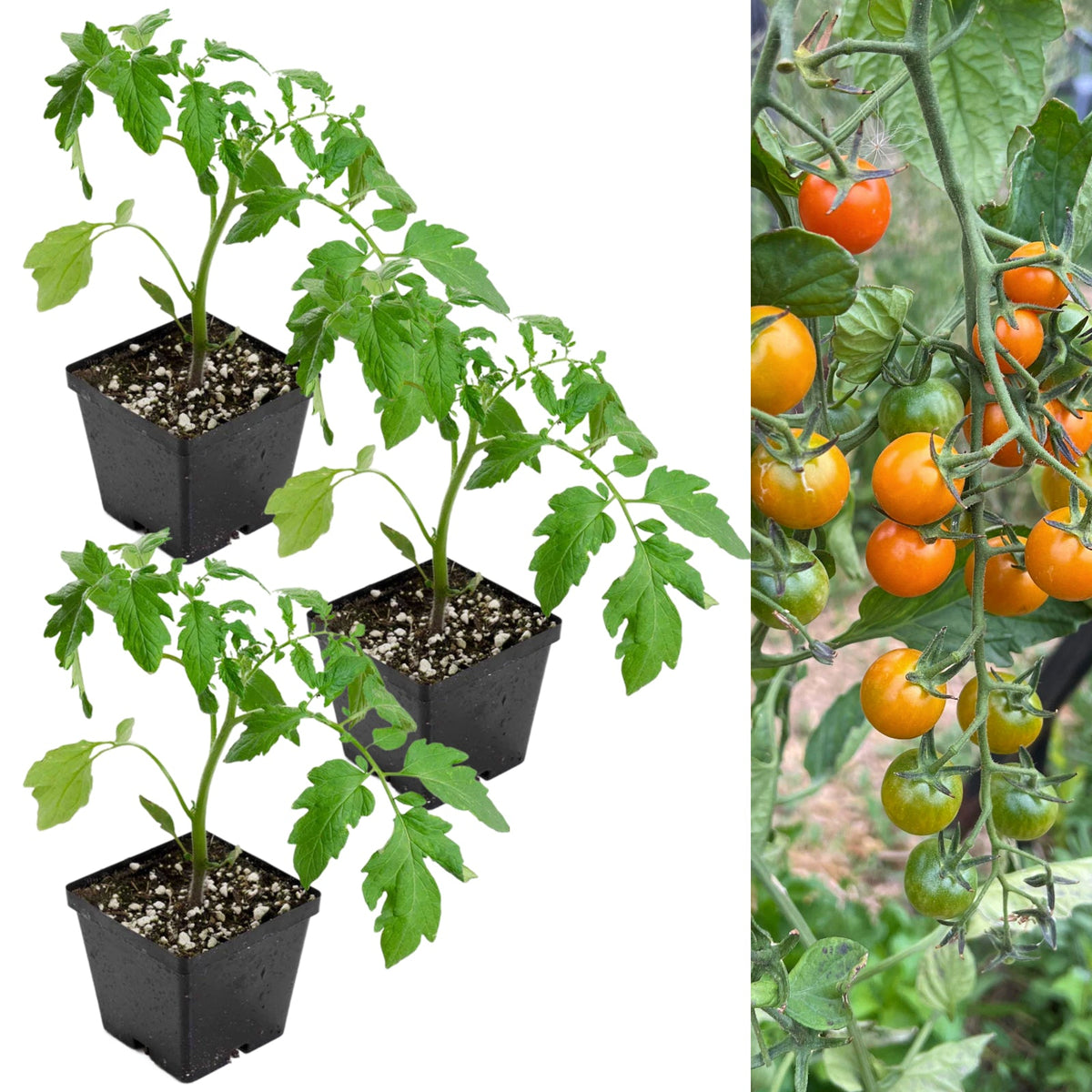 Tomato Plant 'Sungold Supersweet'  1