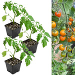 Tomato Plant 'Sungold Supersweet'  1