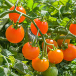 Tomato Plants  1