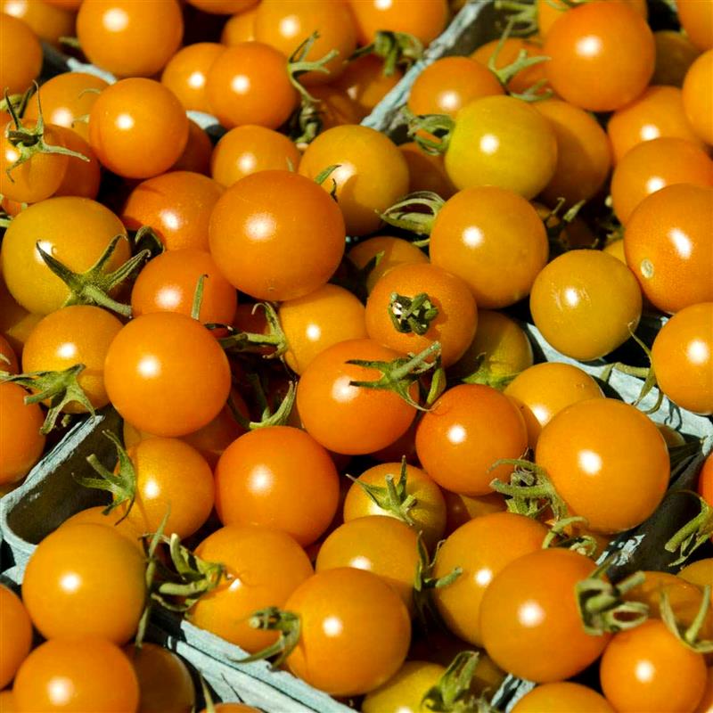 Mixed Tomato Plants  4
