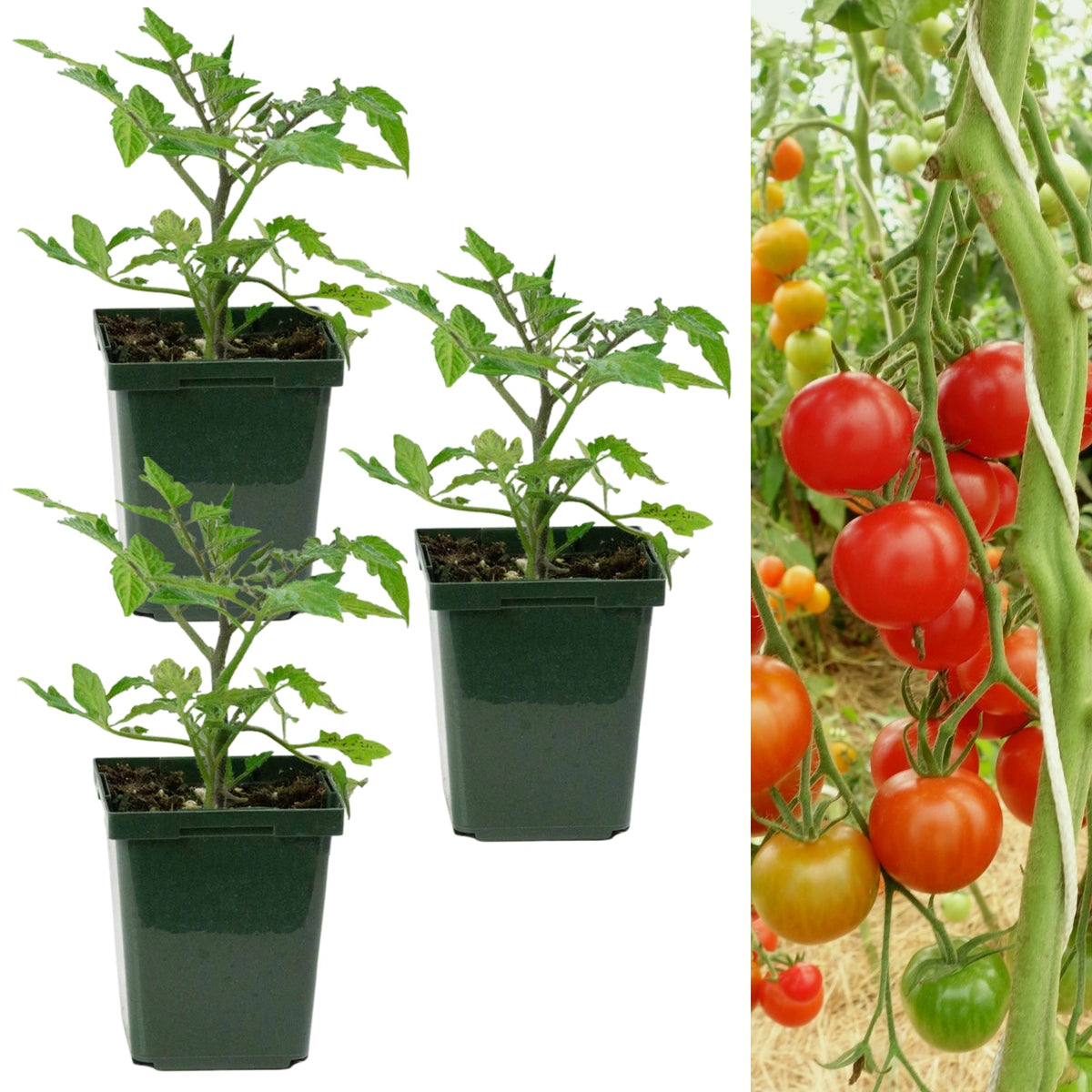 Tomato Plant 'Sweet Apertif'  1