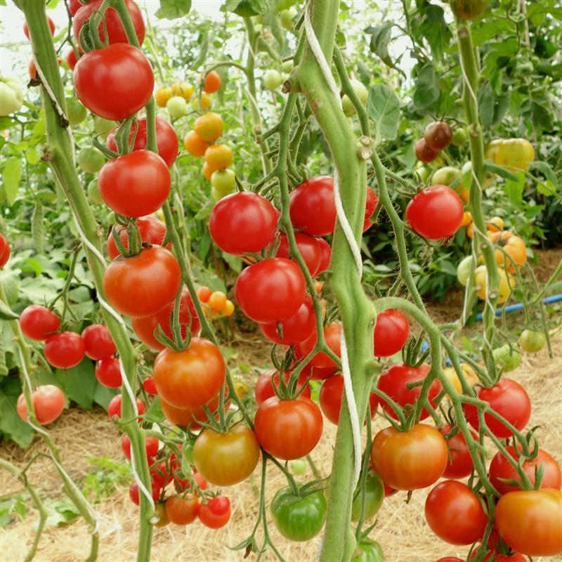 Mixed Tomato Plants  1
