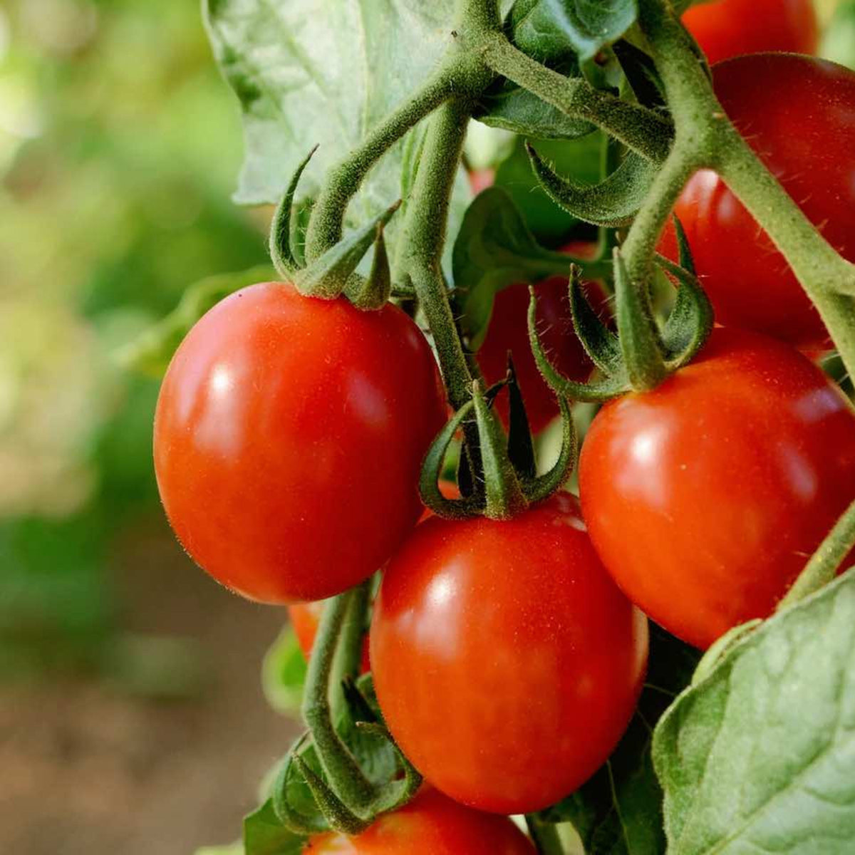 Westland Big Tom Tomato Plant Food - 1L + 25% Extra Free  4