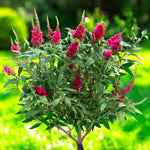 Red Buddleia Davidii Ornamental Patio Tree in 7L Pot  1