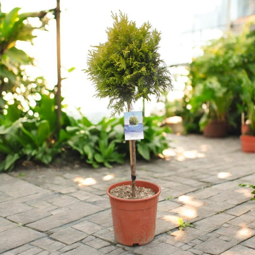 Golden Leyland Castlewellan Cypress Patio Tree in 7L Pot  1