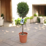 Leylandii Cypress Patio Tree in 7L Pot A potted Leylandii Cypress tree on a sunny patio. The foliage is shaped into a ball at the top of a tall stem. 1