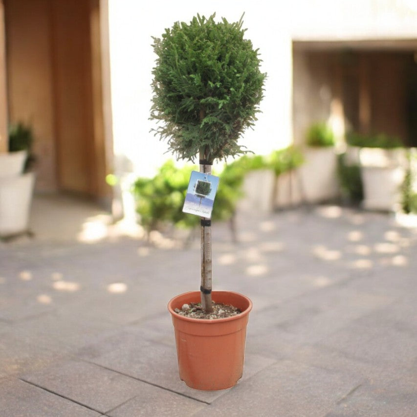 Leylandii Cypress Patio Tree in 7L Pot A potted Leylandii Cypress tree on a sunny patio. The foliage is shaped into a ball at the top of a tall stem. 1