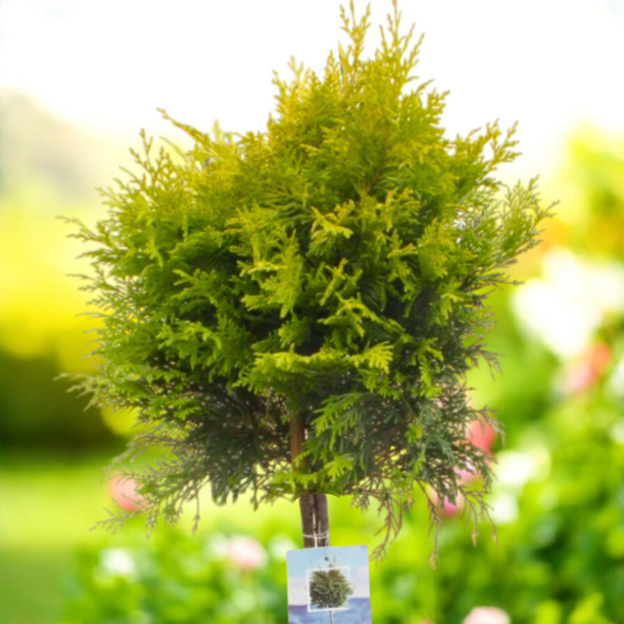 Leylandii Cypress Gold Rider Patio Tree in 7L Pot  1