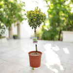 Euonymus Aureus Patio Tree in 7L Pot One potted Euonymus 'Aureus' on a sunny patio, the leaves are green and the foliage is shaped into a ball at the top of a tall stem 1