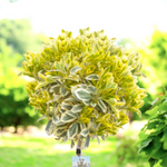 Euonymus Bravo Patio Tree in 7L Pot euonymus bravo patio tree in 7l pot Image 1 1