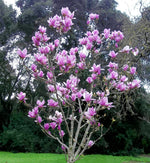 Pink Magnolia Soulangeana Tree in 5L Pot A Mature Magnolia 'Soulangeana' tree in a garden. The branches are covered in light pink Magnolia flowers. 2