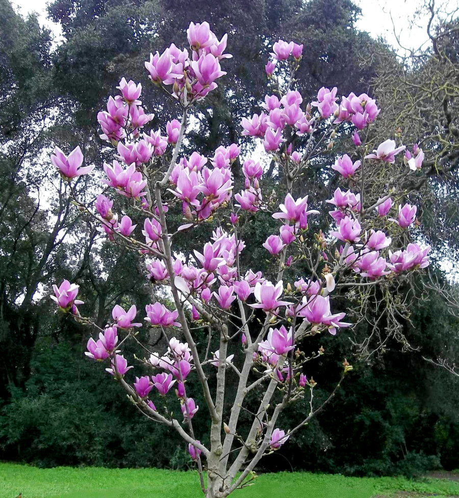 Magnolia Soulangeana  4