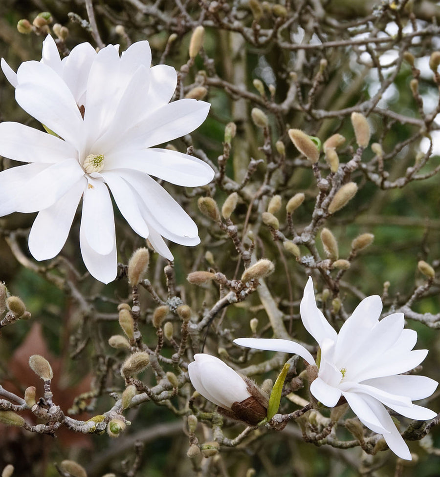 Magnolia Stellata Tree  3