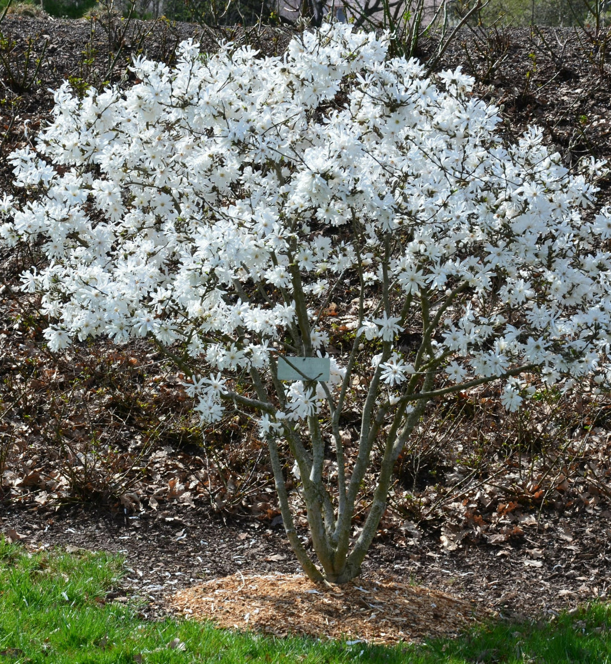 Magnolia Stellata Tree in 5L Pot  3