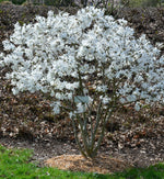Magnolia Stellata Tree in 5L Pot  3