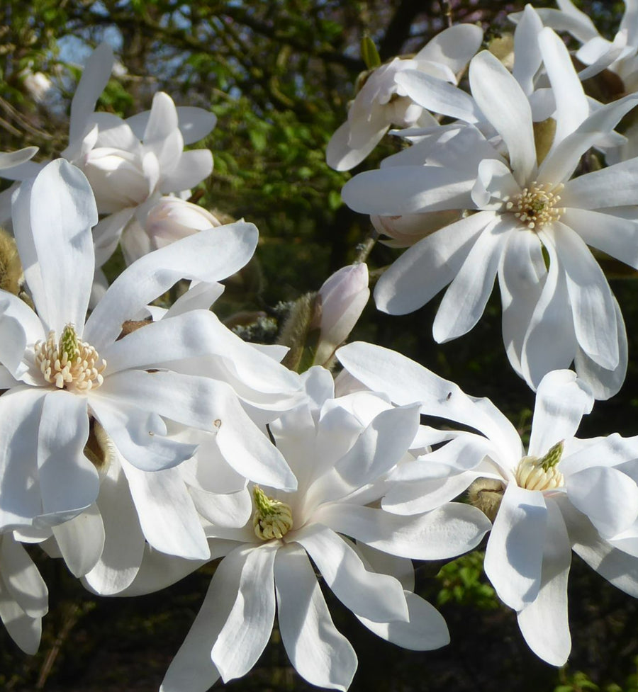 Magnolia Stellata Tree A closeup of several Magnolia 'Stellata' flowers, they are bright white with masses of oblong petals  1