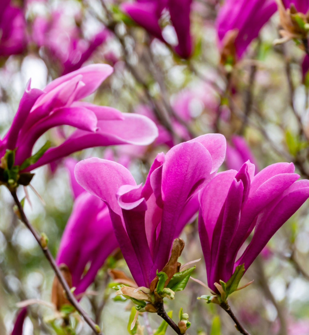 Magnolia Susan Tree in 5L Pot A branch of Magnolia Susan with multiple open flowers and buds, each flower displaying pointed, elongated petals in bright pink hues 1