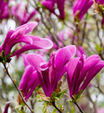 Magnolia Susan Tree in 5L Pot A branch of Magnolia Susan with multiple open flowers and buds, each flower displaying pointed, elongated petals in bright pink hues 1