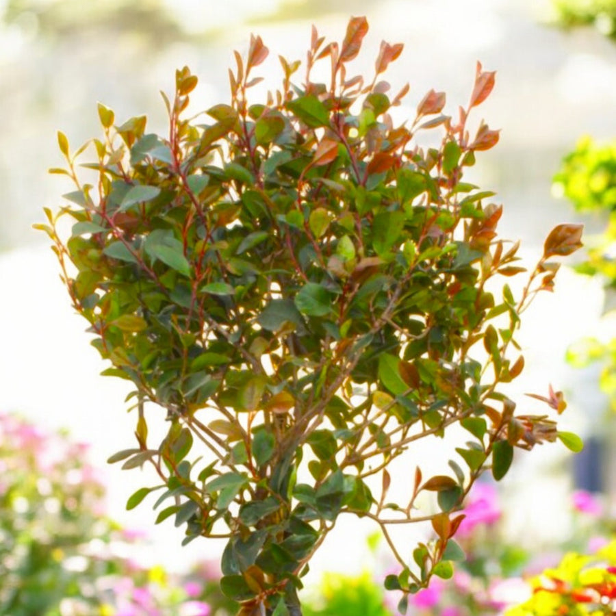 Photinia Little Red Robin Patio Tree in 7L Pot photinia little red robin patio tree in 7l pot Image 1 1