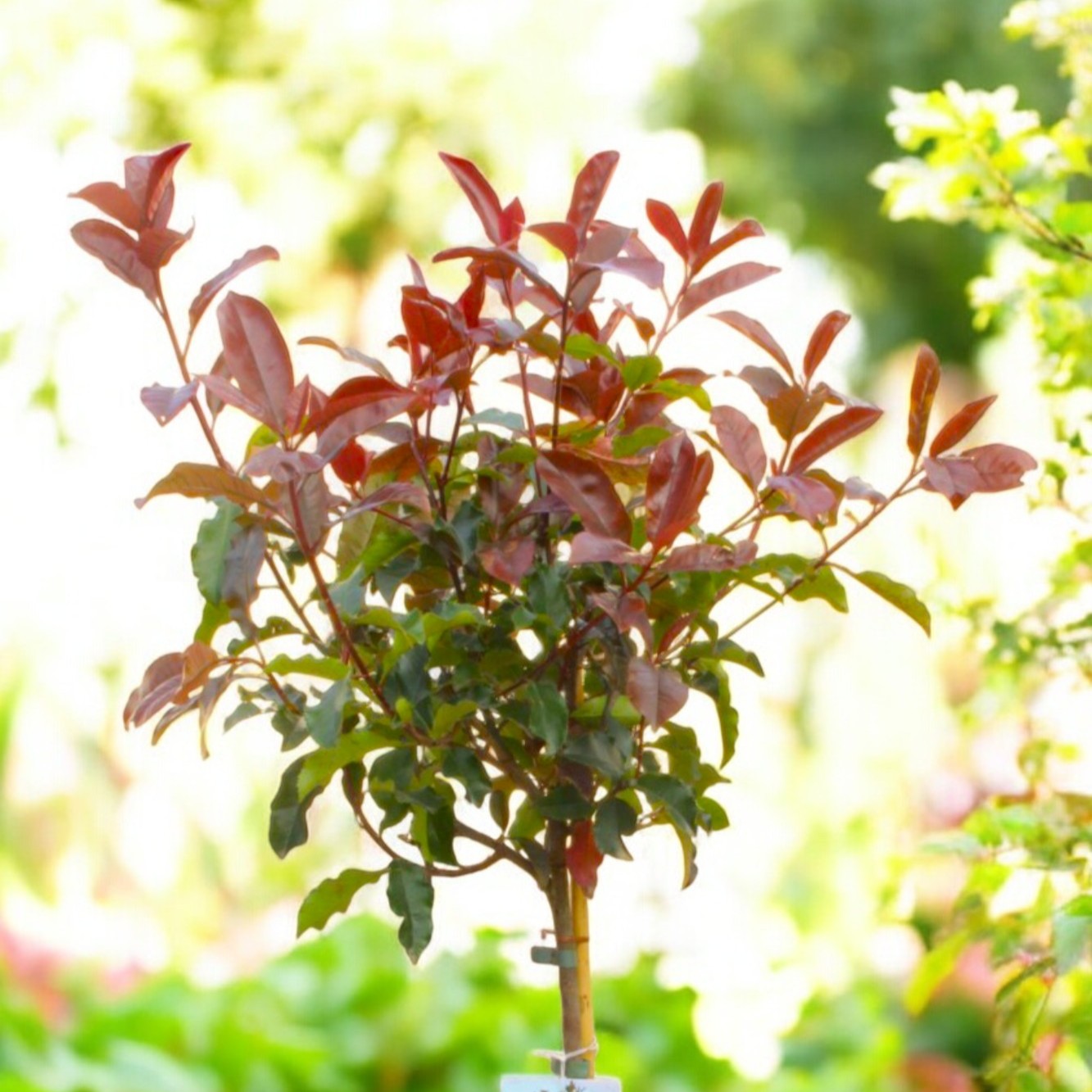 Photinia Magical Volcano Patio Tree in 7L Pot