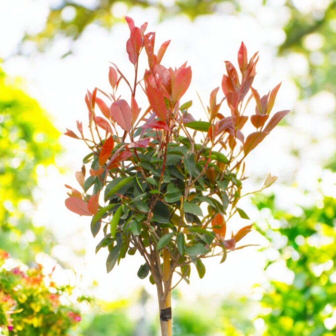 Photinia Red Robin Patio Tree in 7L Pot – Carbeth Plants