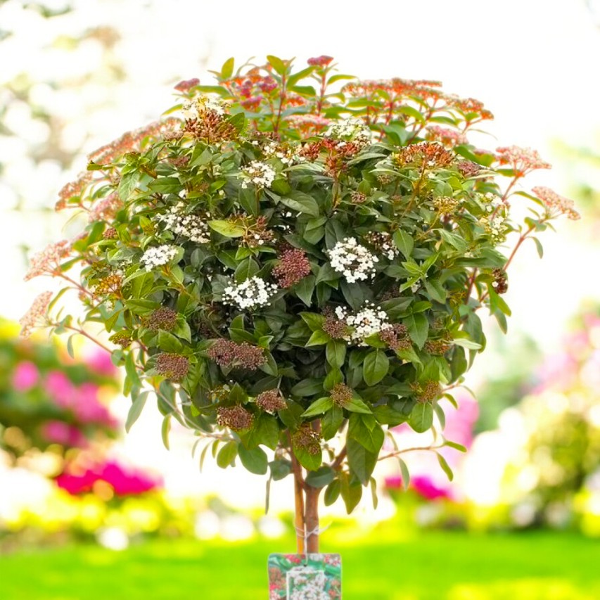 Viburnum Tinus Eve Price Patio Tree in 7L Pot  2