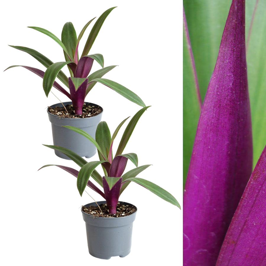 Tradescantia spath. Purple Plant in 8cm Pot two tradescantia oyster plants in grey pot on white background 5