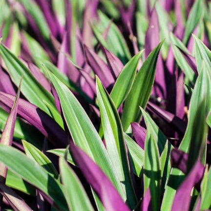 close up of tradescantia oyster green purple leaves