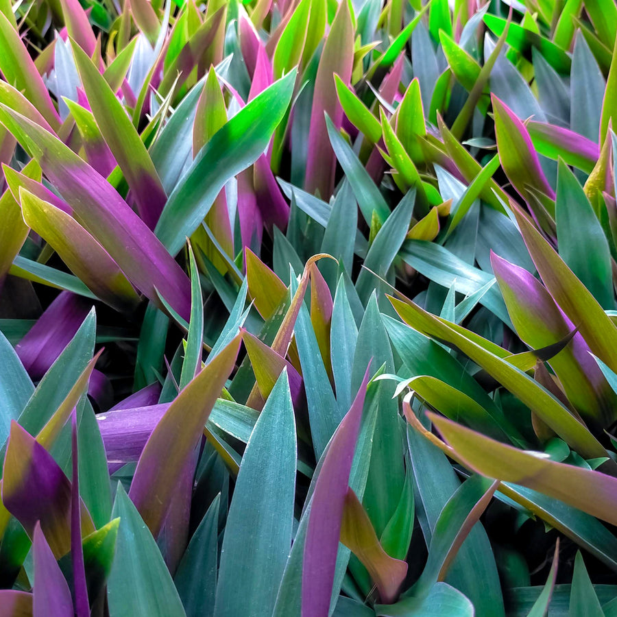 Tradescantia spath. Purple Plant in 8cm Pot close up of tradescantia oyster green purple leaves 3