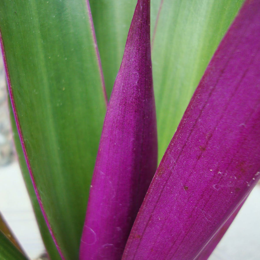 Tradescantia spath. Purple Plant in 8cm Pot close up of tradescantia oyster green purple leaves 4